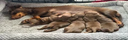 Dachshund dogs for sale: 5 beautiful pups - Advert 17