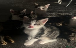 Mixed Breed cats for sale: Kittens  - Image 15