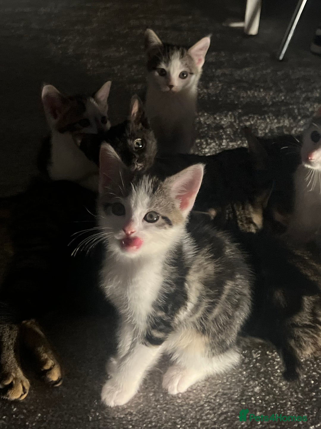 Mixed Breed cats for sale: Kittens  - Image 15