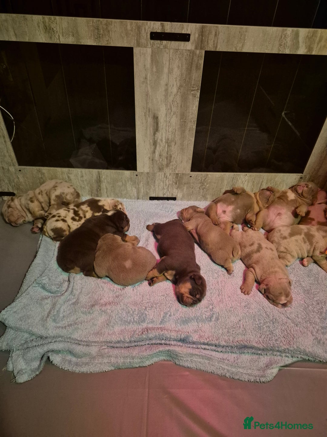 English Bulldog dogs for sale: Beautiful Litter Of New English Bulldog Puppies - Image 7