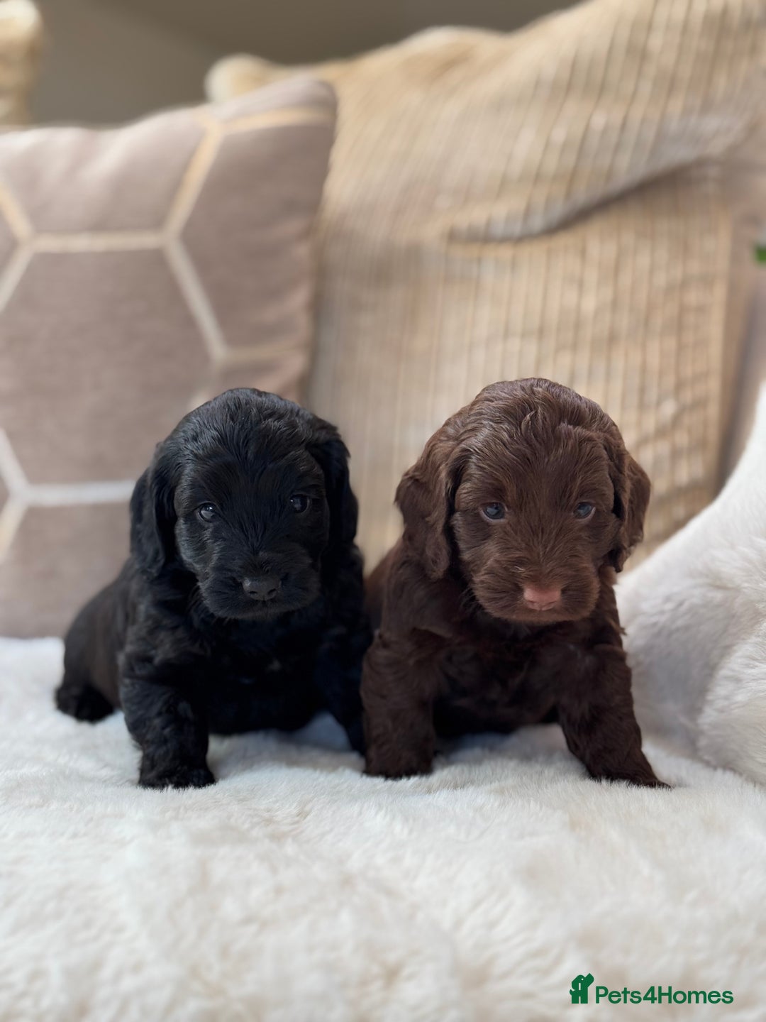 Cockapoo dogs for sale: ** BEAUTIFUL CHOC & EBONY TOY F1 COCKAPOO PUPS ** - Image 4