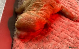 Cockapoo dogs for sale: Cockapoo puppies born 21/7/25 in Malvern - Image 8