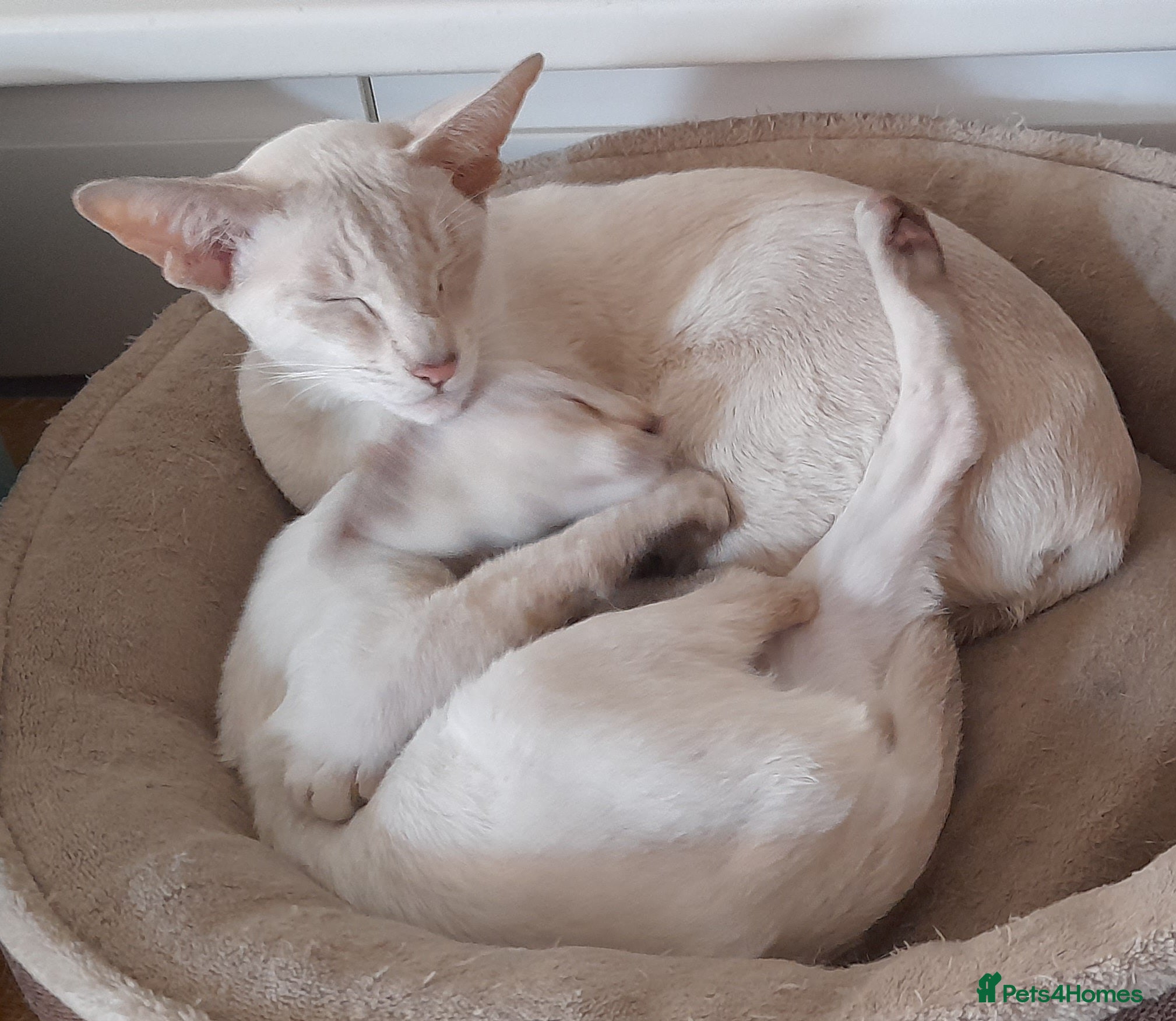 Siamese cats Chocolate Tabby Point Siamese Male Kitten - Advert 2