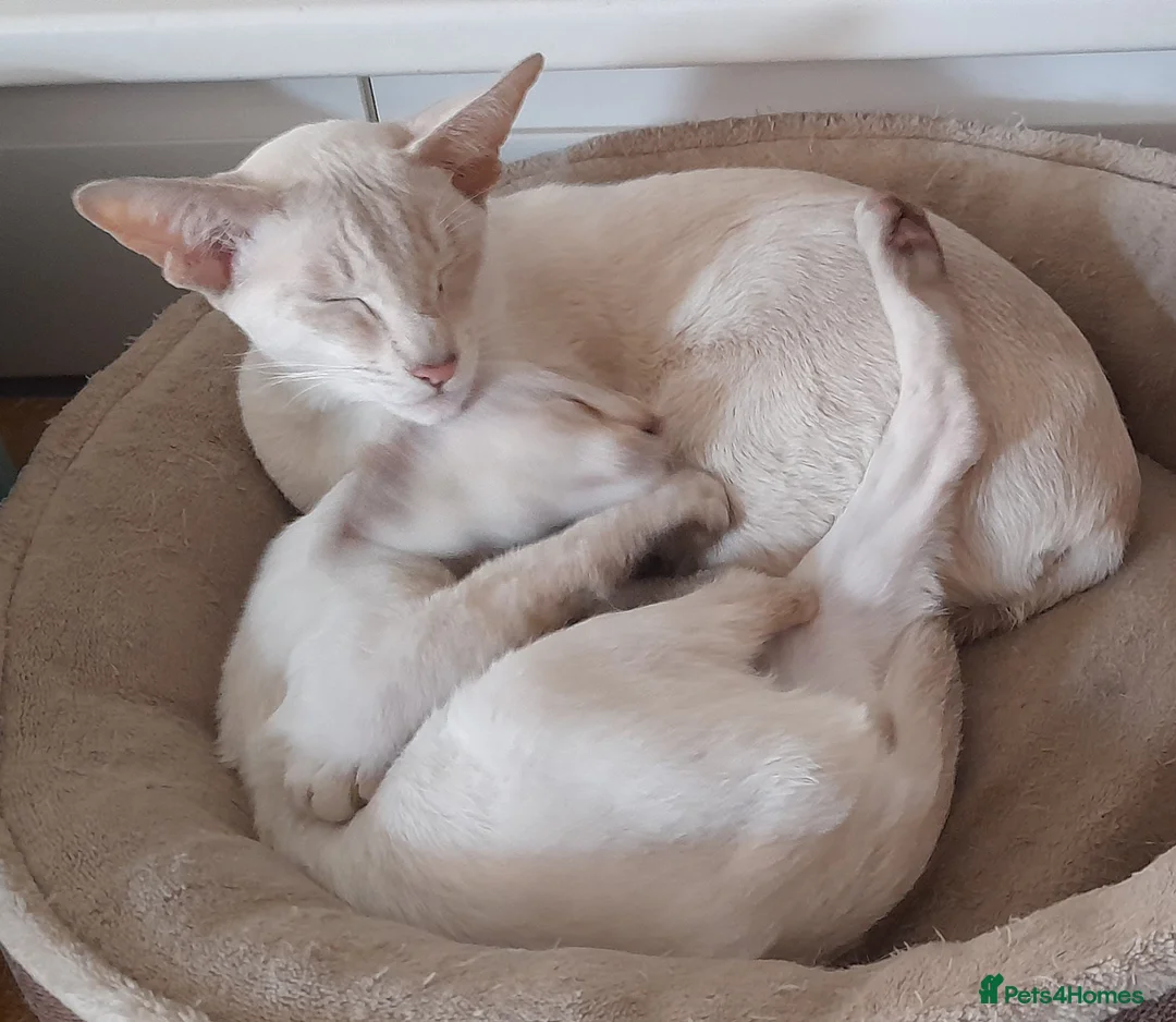 Siamese cats for sale: Chocolate Tabby Point Siamese Male Kitten - Advert 1