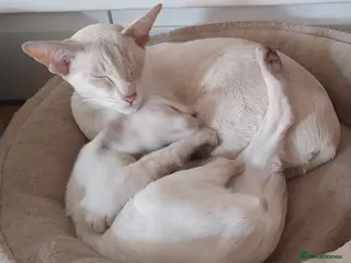 Siamese cats Chocolate Tabby Point Siamese Male Kitten - Advert 1