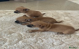 Pomchi dogs for sale: 3 girls pomchi - Image 6