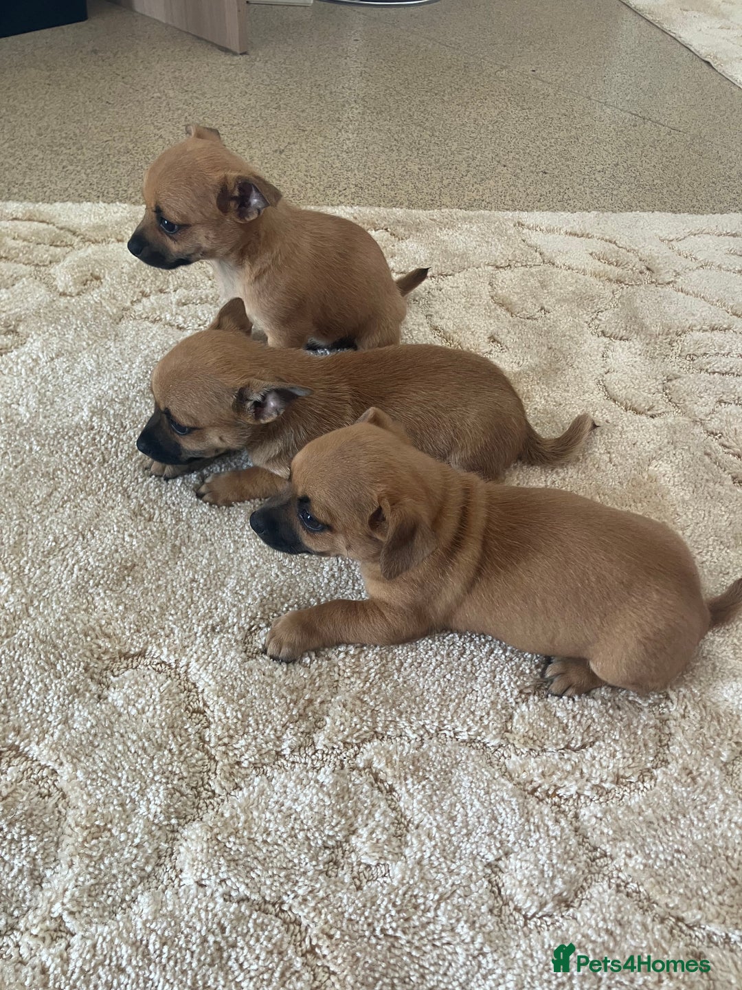 Pomchi dogs for sale: 3 girls pomchi - Image 6