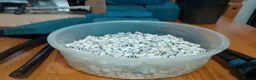 Turtle reptiles for sale: Large tank x 3 adult turtles - Advert 7