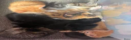 Mixed Breed cats for sale: Kittens - Advert 15
