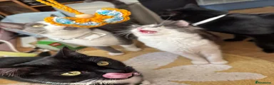 Mixed Breed 1