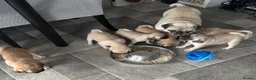 Pug dogs for sale: KC registered Pug puppies looking for new home  - Advert 7