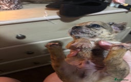 Chihuahua dogs for sale: Mixed litter of chihuahuas forsake  - Image 12