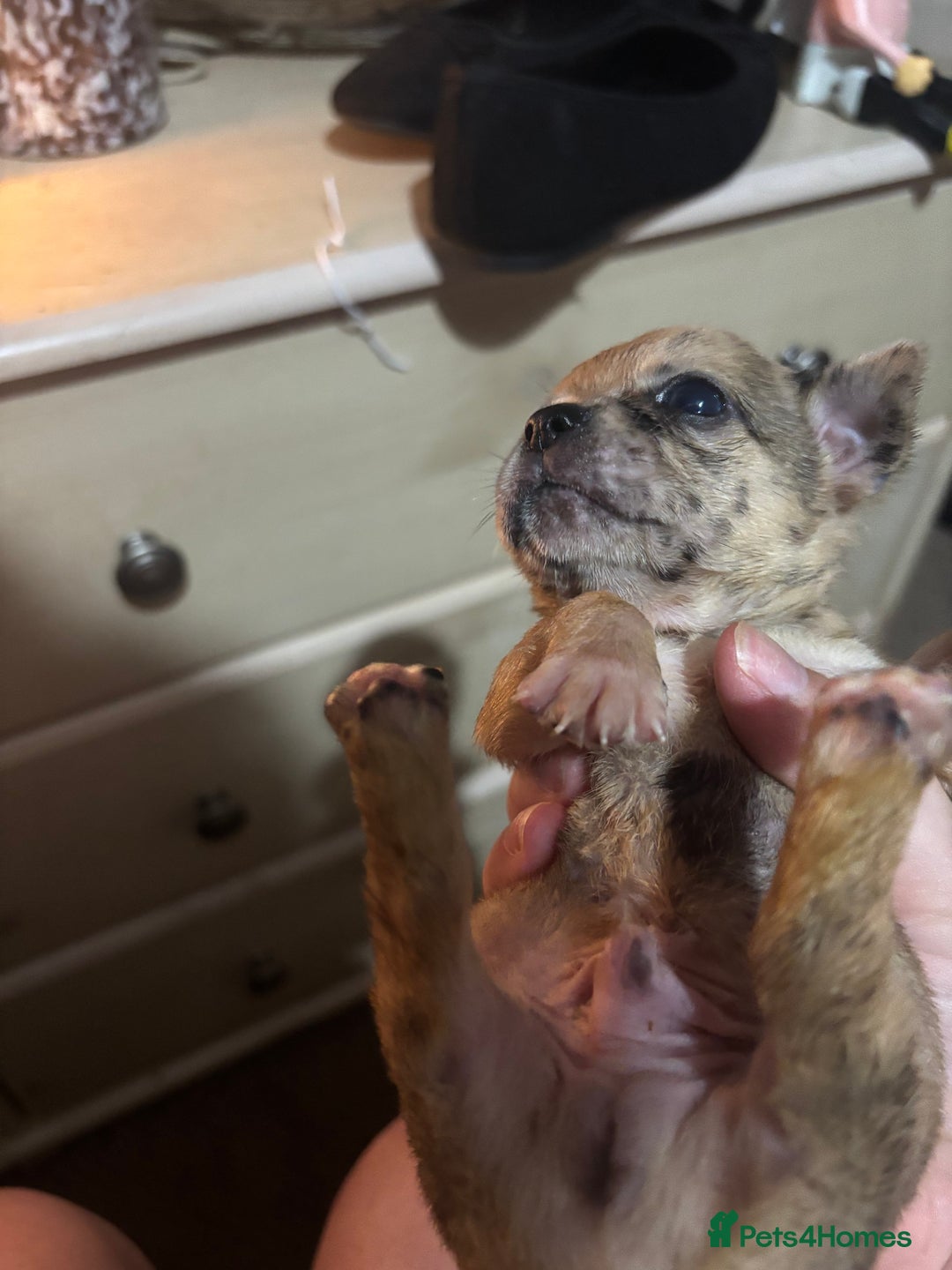 Chihuahua dogs for sale: Mixed litter of chihuahuas forsake  - Image 12