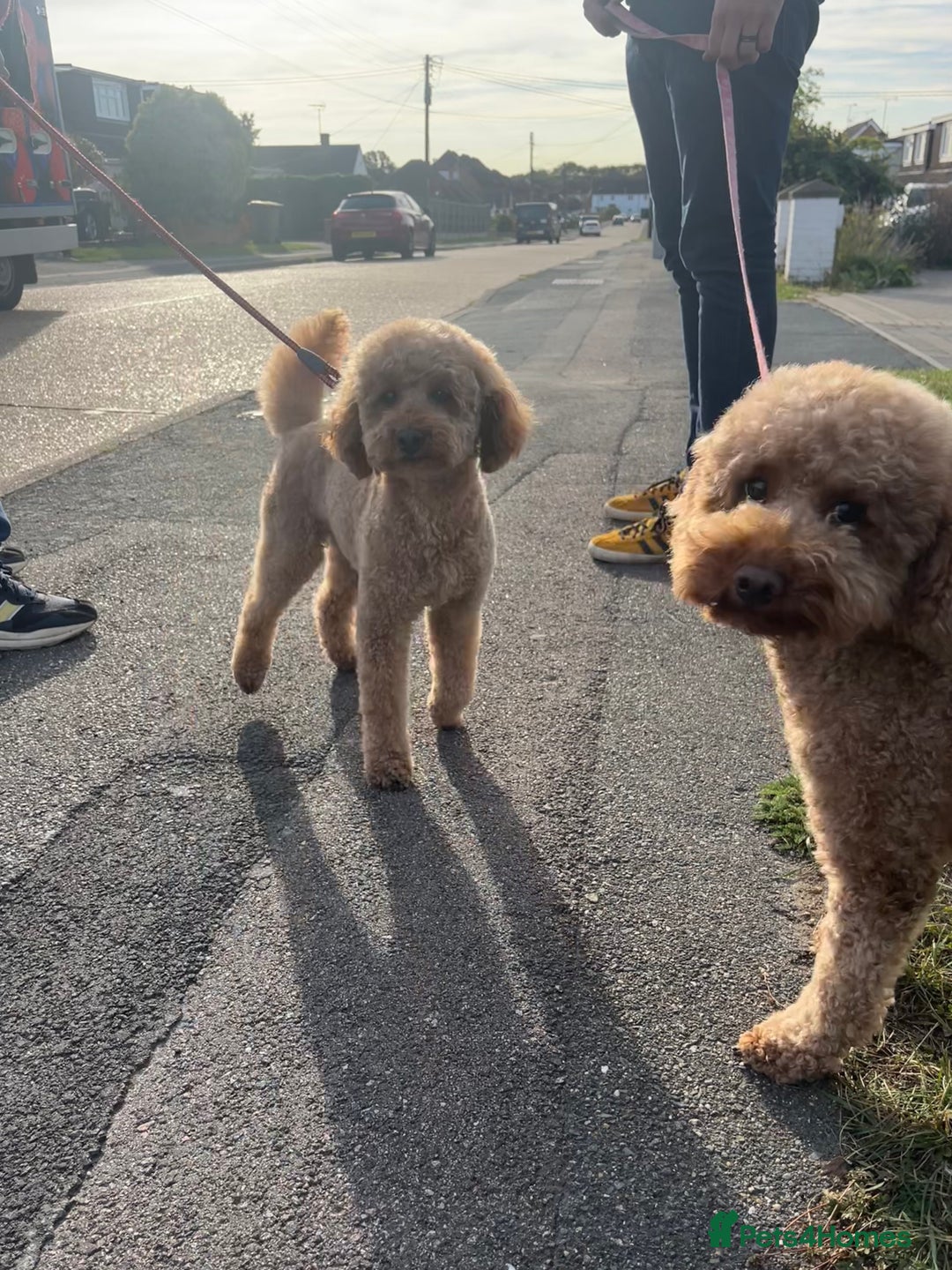 Miniature Poodle dogs for sale: Red miniature poodle pups-parentsDNA health tested - Advert 8