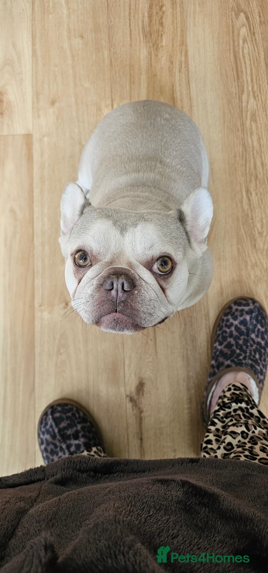 French Bulldog dogs Beautiful French bulldog for rehome - Advert 5