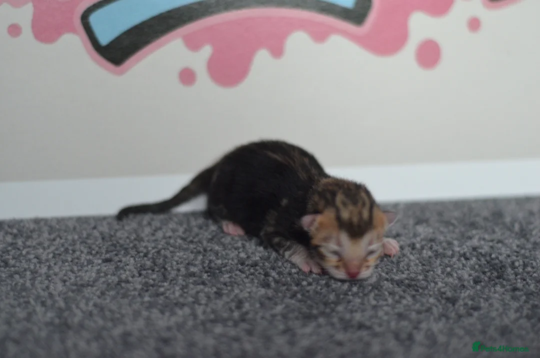 Bengal cats for sale: 🧬LIMITED BENGAL KITTENS🧬 2 females left - Advert 20