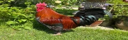 Chickens poultry for sale: Copper - Welsummer X in Malvern - Advert 4