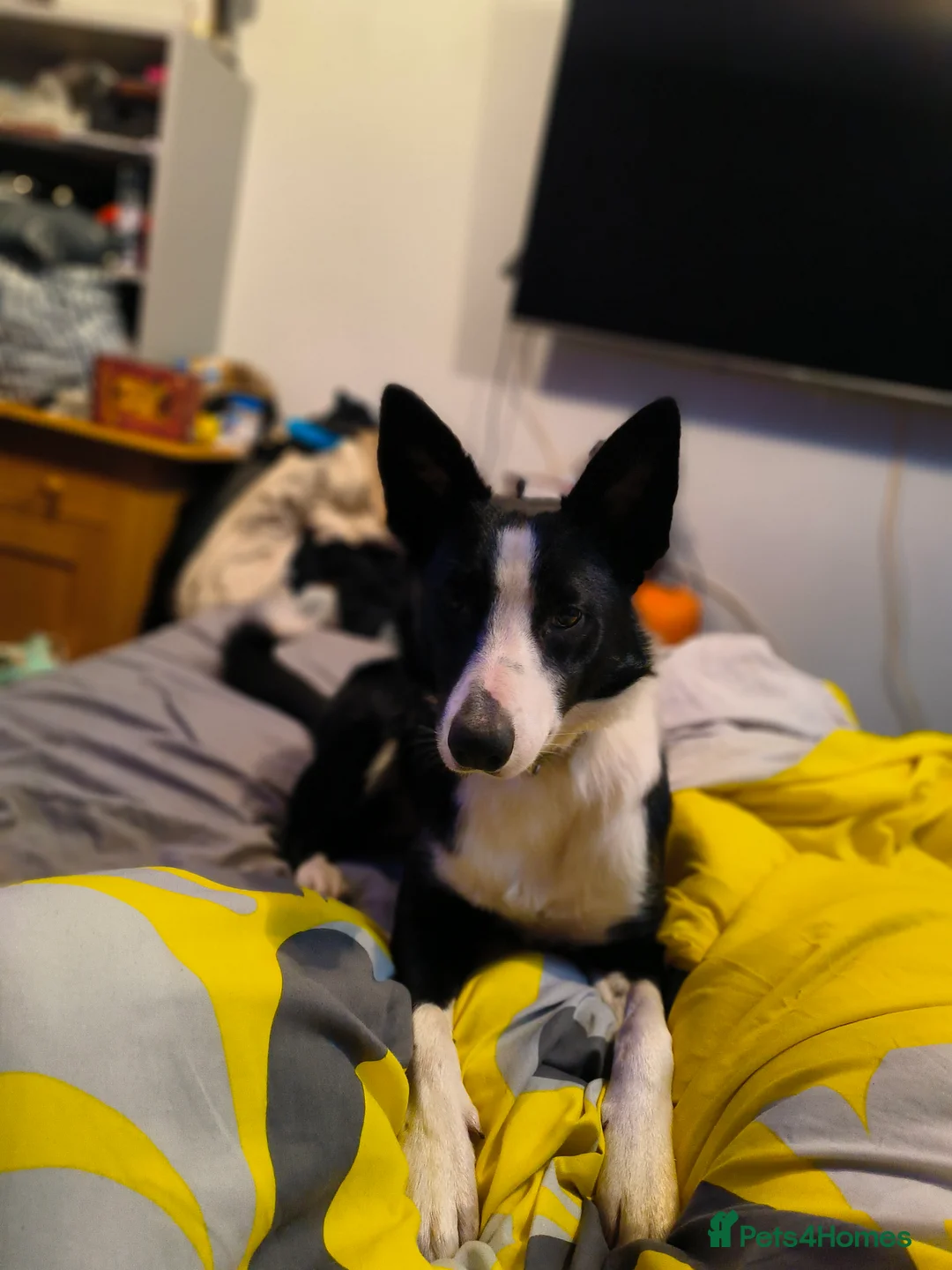 Border Collie dogs for sale: 14 month old border collie  - Advert 1