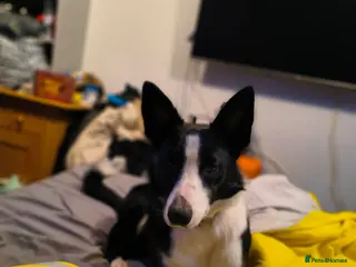 Border Collie dogs 14 month old border collie - Advert 1