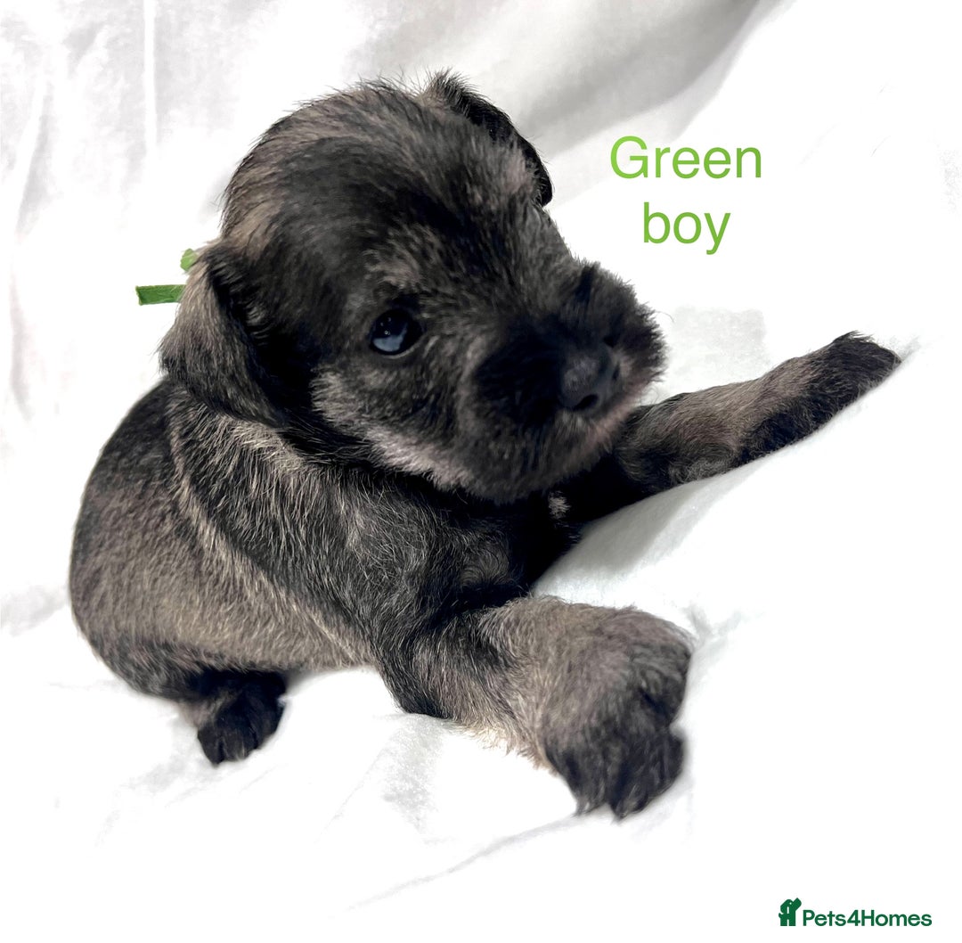Miniature Schnauzer dogs for sale: 5th generation pedigree miniature schnauzer  - Advert 2