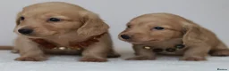 Miniature Dachshund dogs for sale: 5*Licensed+CREAM+LONGHAIR+Kc+PRACLEAR+VetChecked - Advert 8
