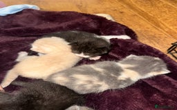 British Shorthair cats for sale: British shorthair x Ragdoll kittens. Mixed prices - Image 3