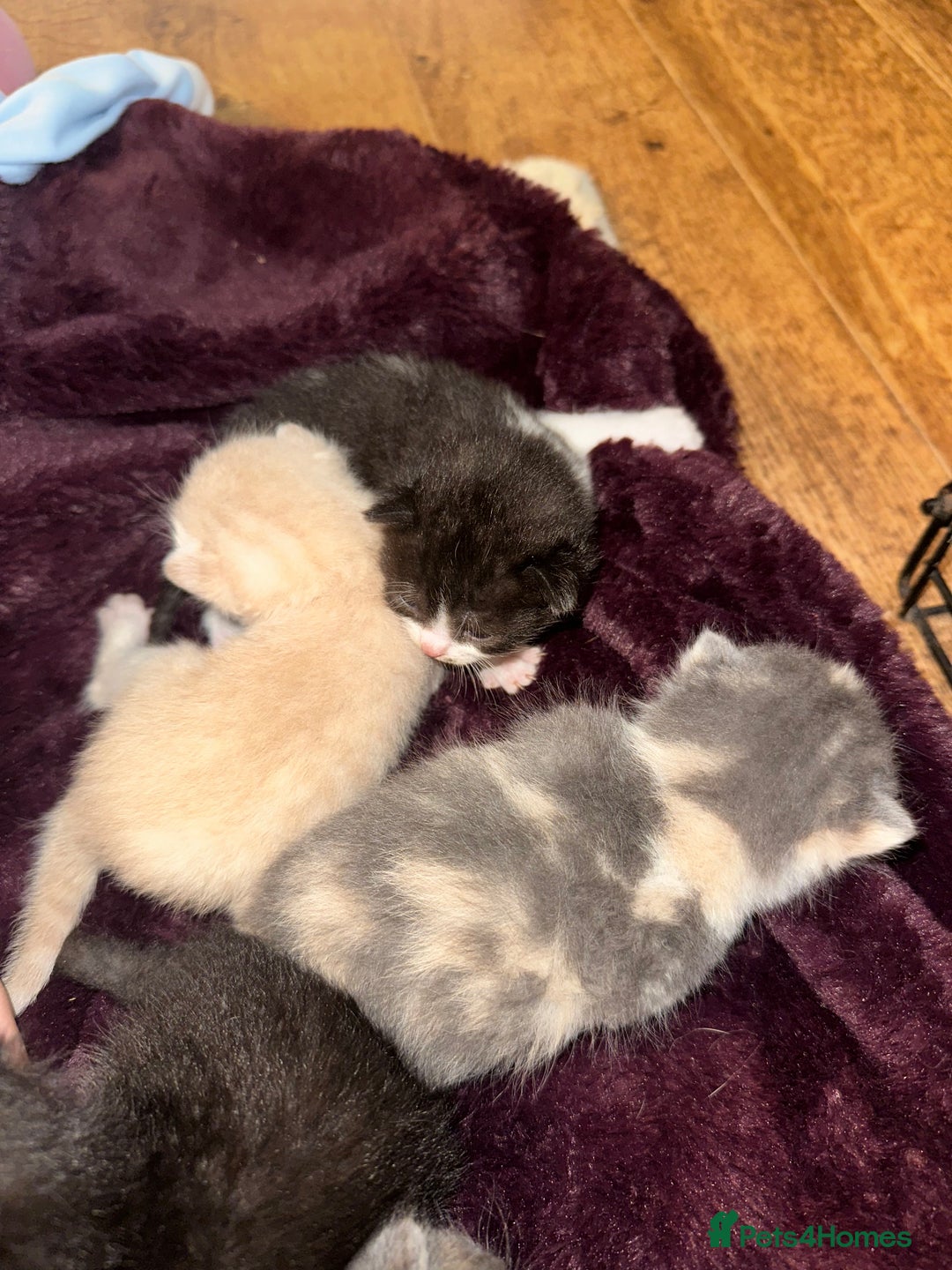 British Shorthair cats for sale: British shorthair x Ragdoll kittens. Mixed prices - Image 3