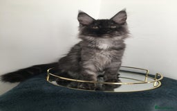 Maine Coon cats for sale: Mainecoons kittens Xl pedigree - Image 13