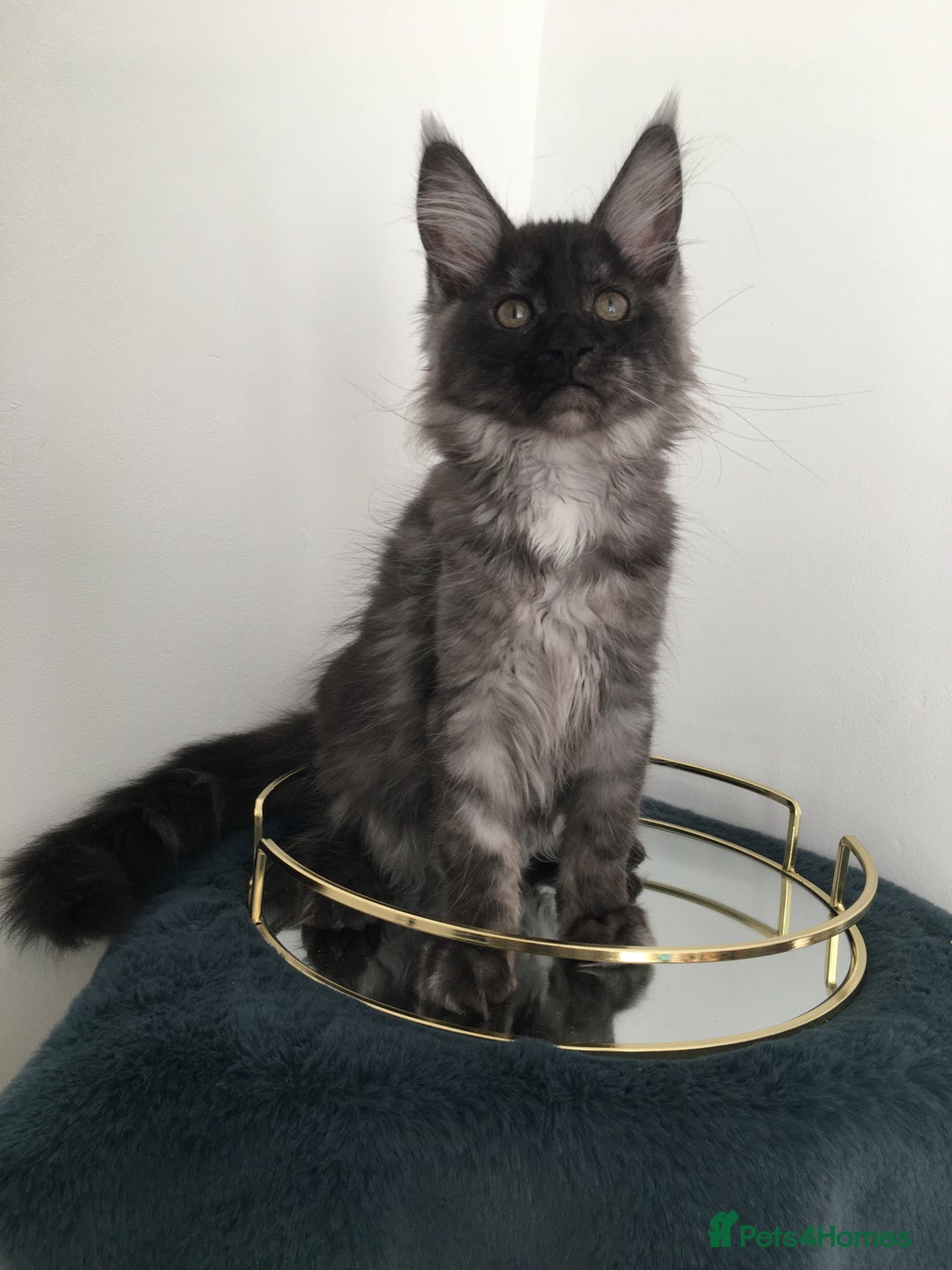 Maine Coon cats for sale: Mainecoons kittens Xl pedigree - Image 13