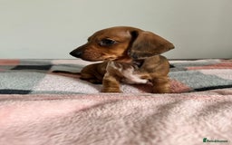 Dachshund dogs for sale: Dachshund female and male puppies  - Image 17