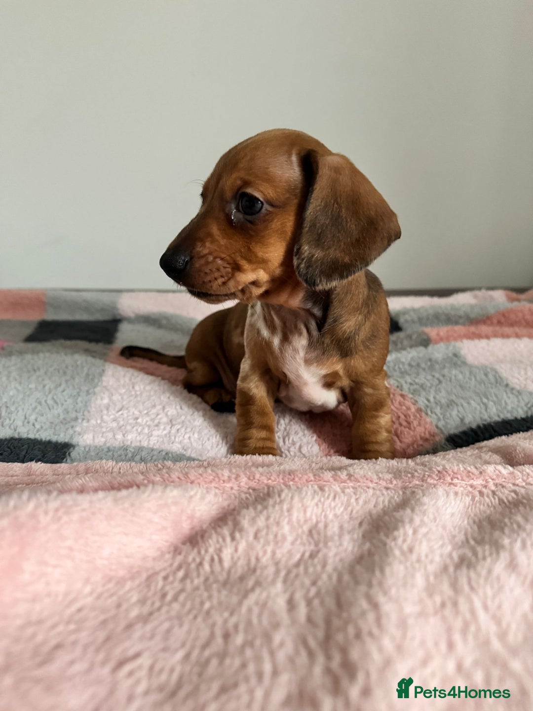 Dachshund dogs for sale: Dachshund female and male puppies  - Image 17