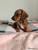 Dachshund dogs Dachshund female and male.Ready for adoption NOW. - Advert 15