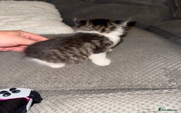British Shorthair cats for sale: 3 x adorable kittens  - Image 12