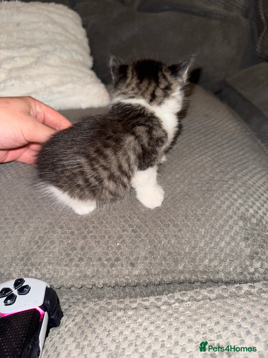 British Shorthair cats for sale: 3 x adorable kittens  - Image 12