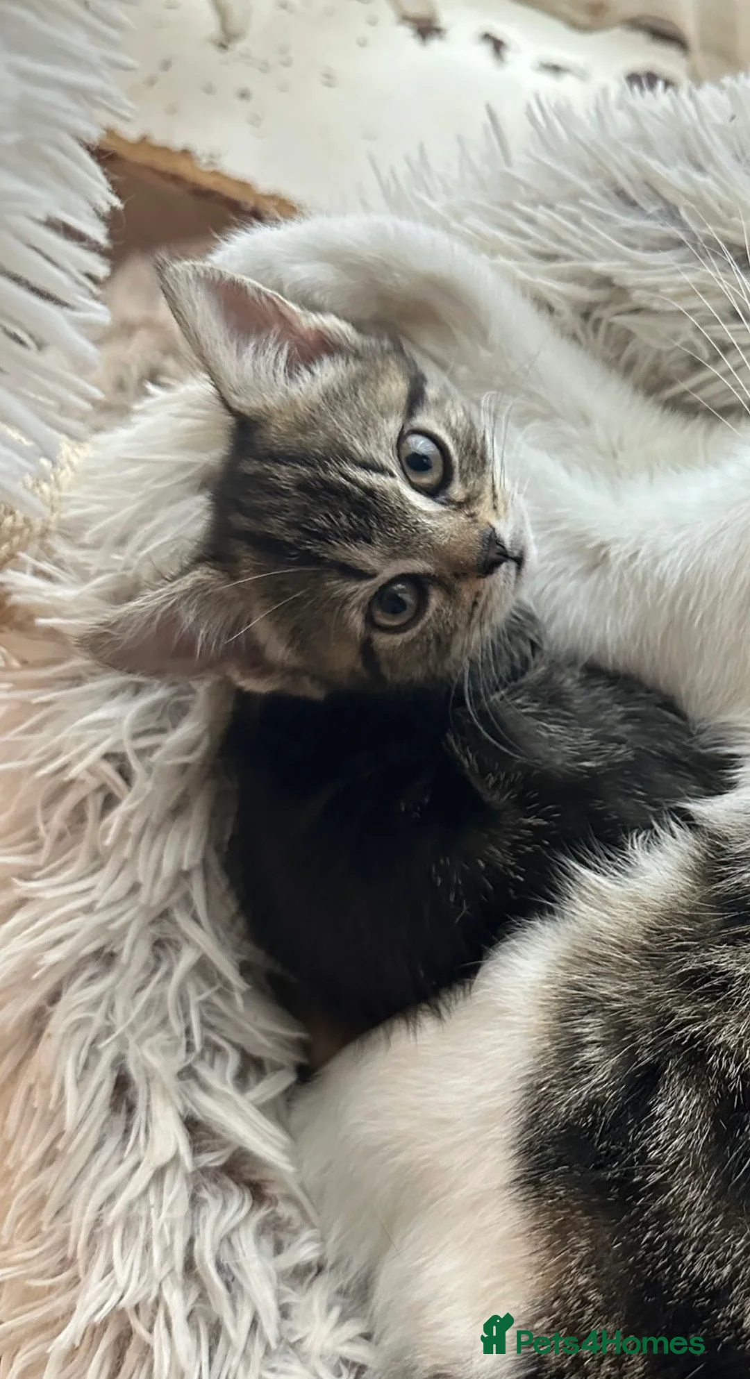 Manx cats for sale: ❤️ 5 adorable & mischievous Manx kittens  ❤️ - Advert 9