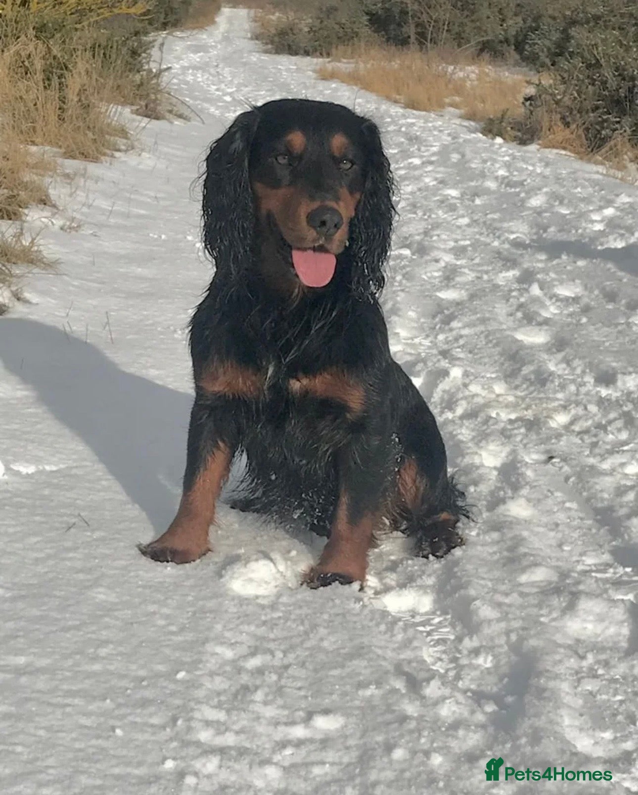 Cocker Spaniel dogs for sale: KC Registered Cocker Spaniels–DNA Clear Parents 👑 - Advert 13