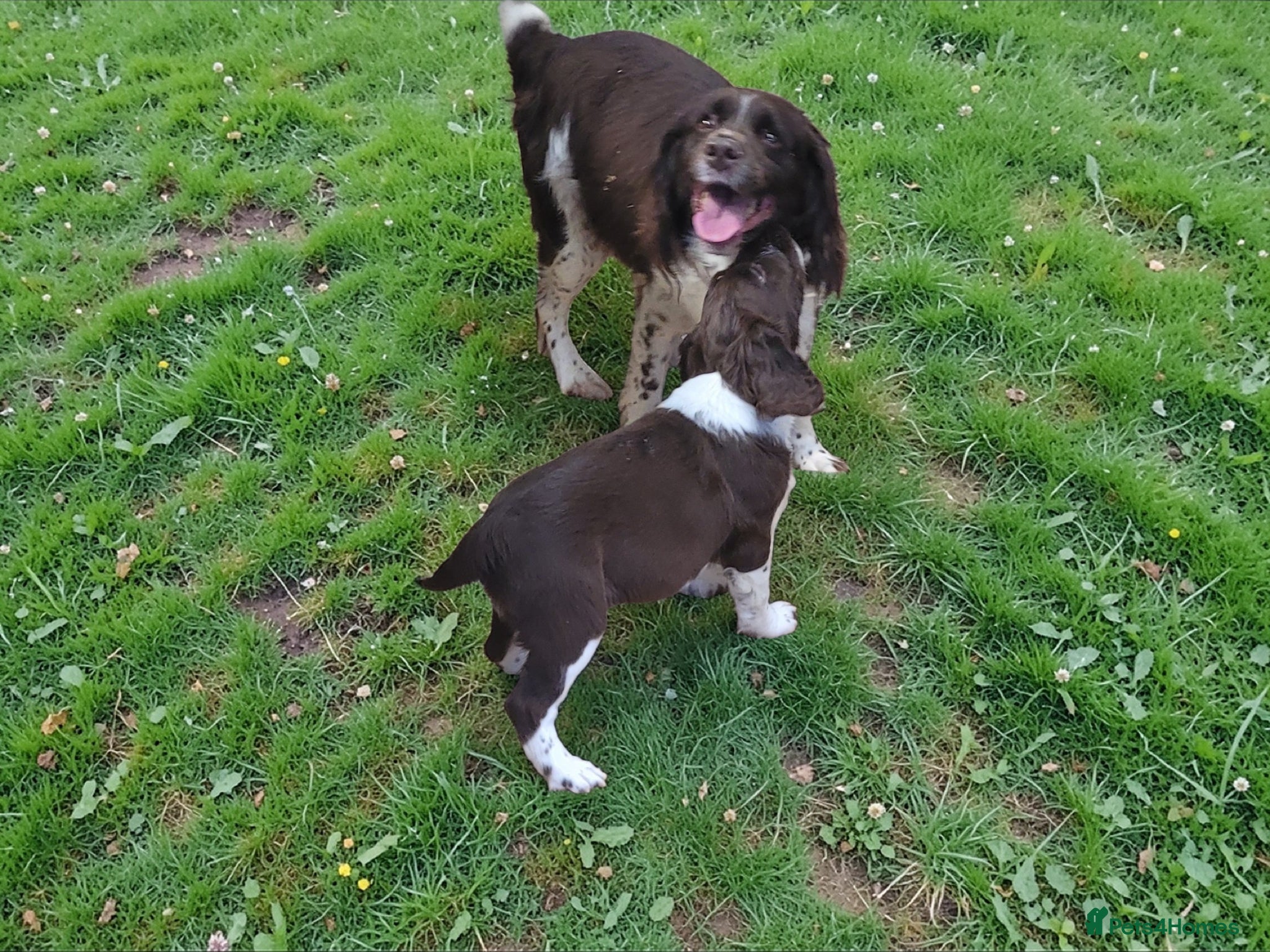 English Springer Spaniel dogs Liver and white boy springer spaniel  - Advert 17