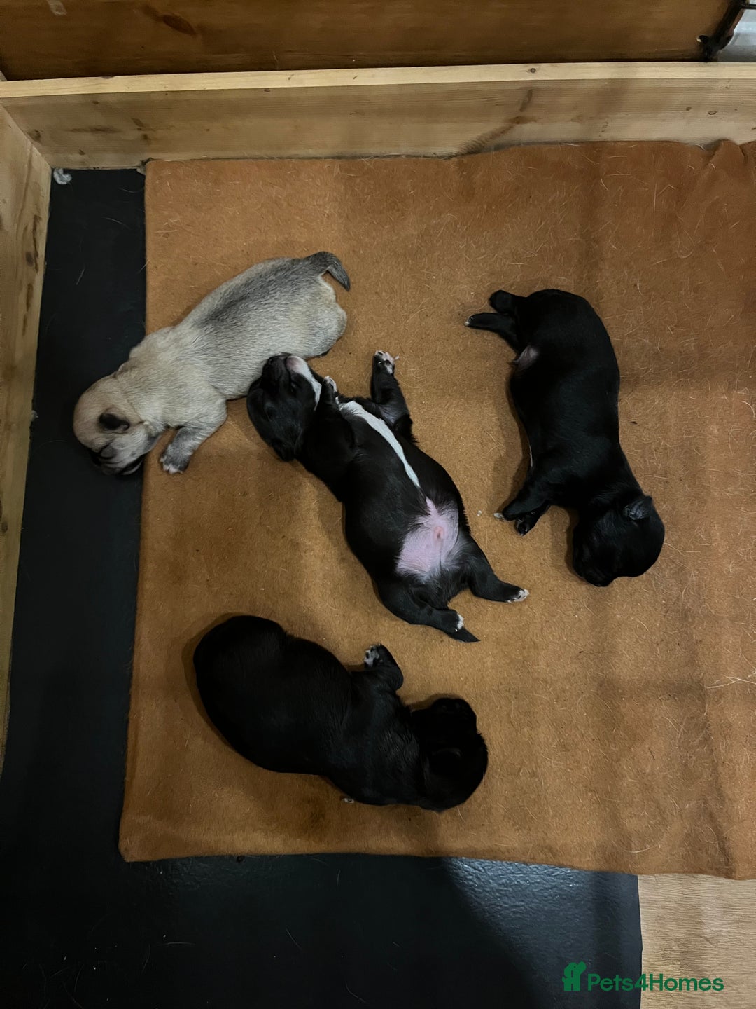 Mixed Breed dogs for sale: Malchi pups available  - Advert 13