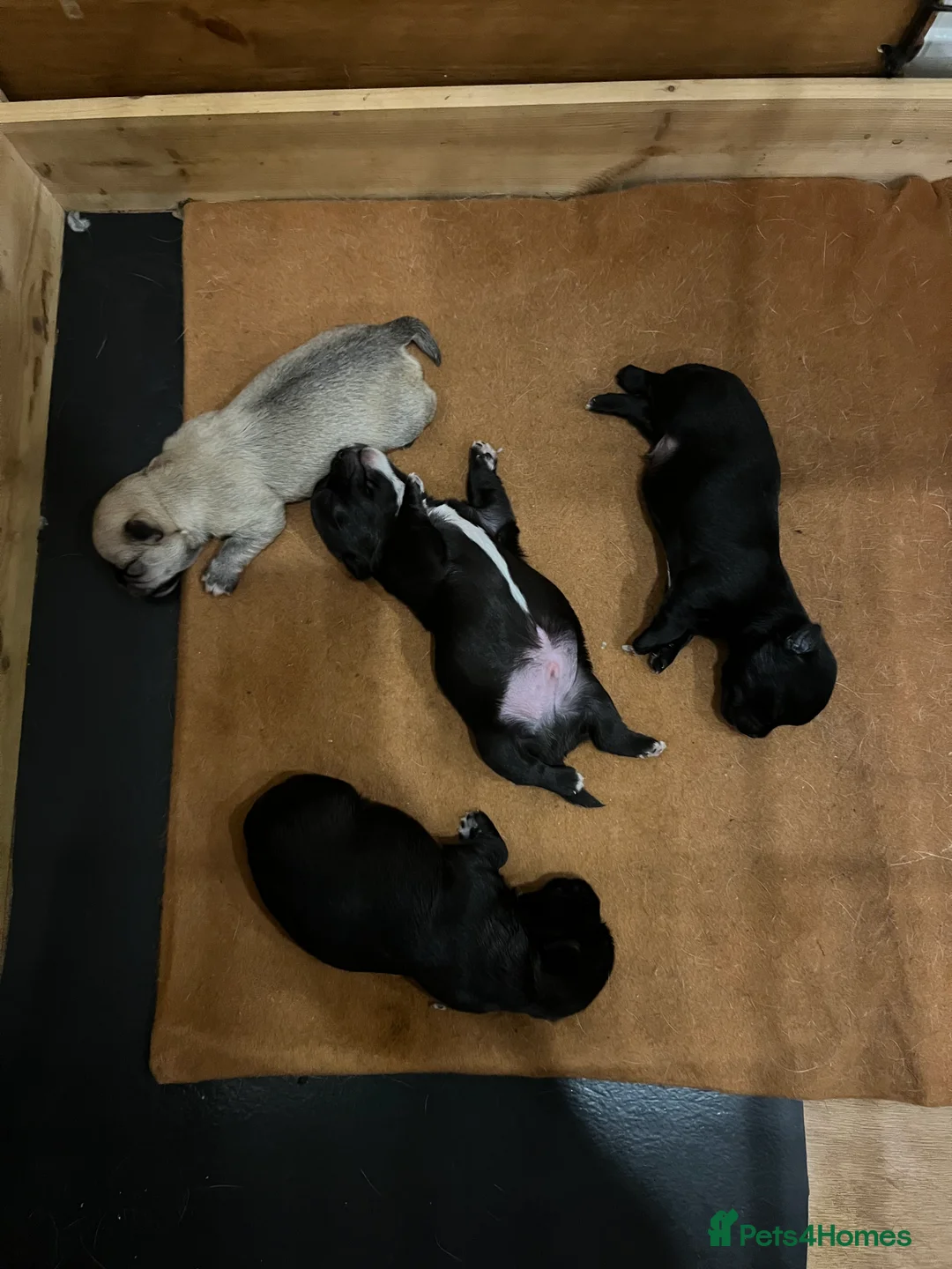 Mixed Breed dogs for sale: Malchi pups available  - Advert 16