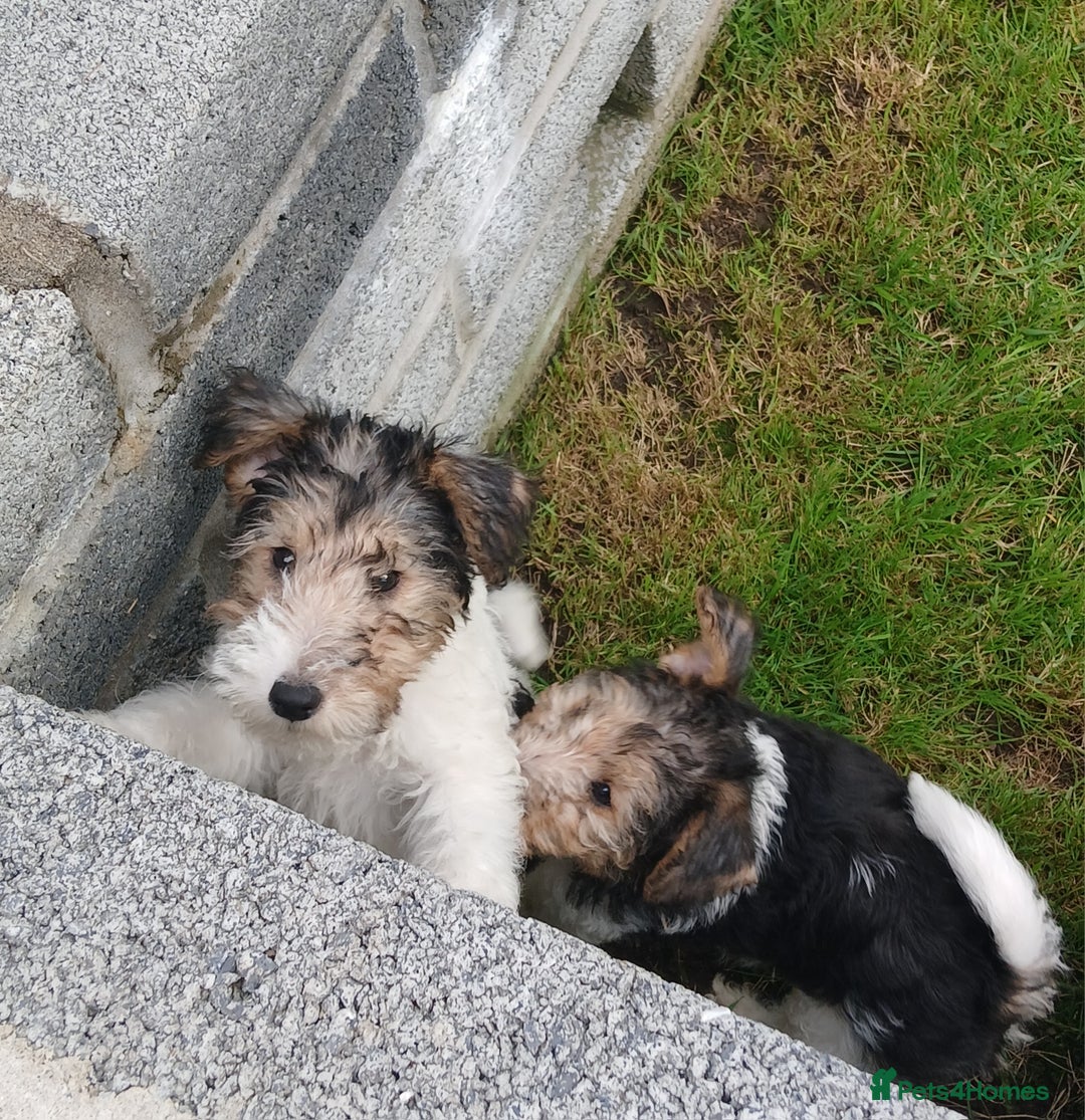 Fox Terrier dogs for sale: KC Reg Wire Fox Terrier Puppies READY NOW - Image 27