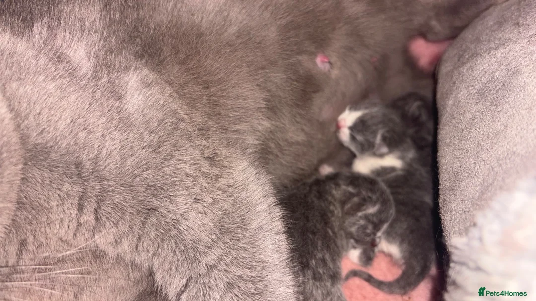 British Shorthair cats for sale: Beautiful British shorthairs  in Newark - Advert 18