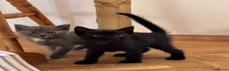 Siamese cats for sale: Beautiful Siamese x Persian kittens ready to go - Advert 20