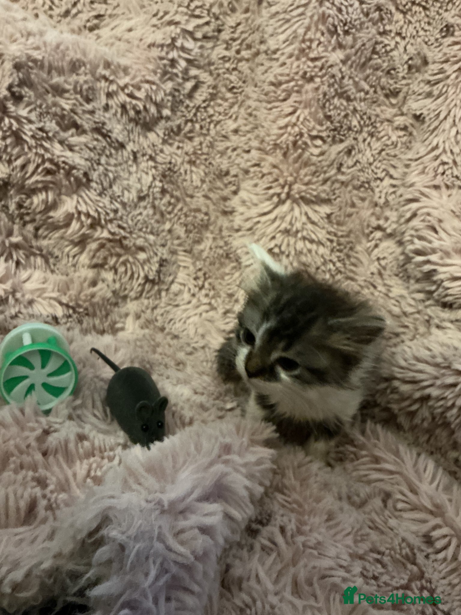 Bengal cats for sale: Beautiful kittens ready for 5* homes - Advert 15