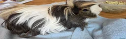 Guinea Pig rodents for sale: 💎 2 Adorable Males 🐷💎 - Advert 8