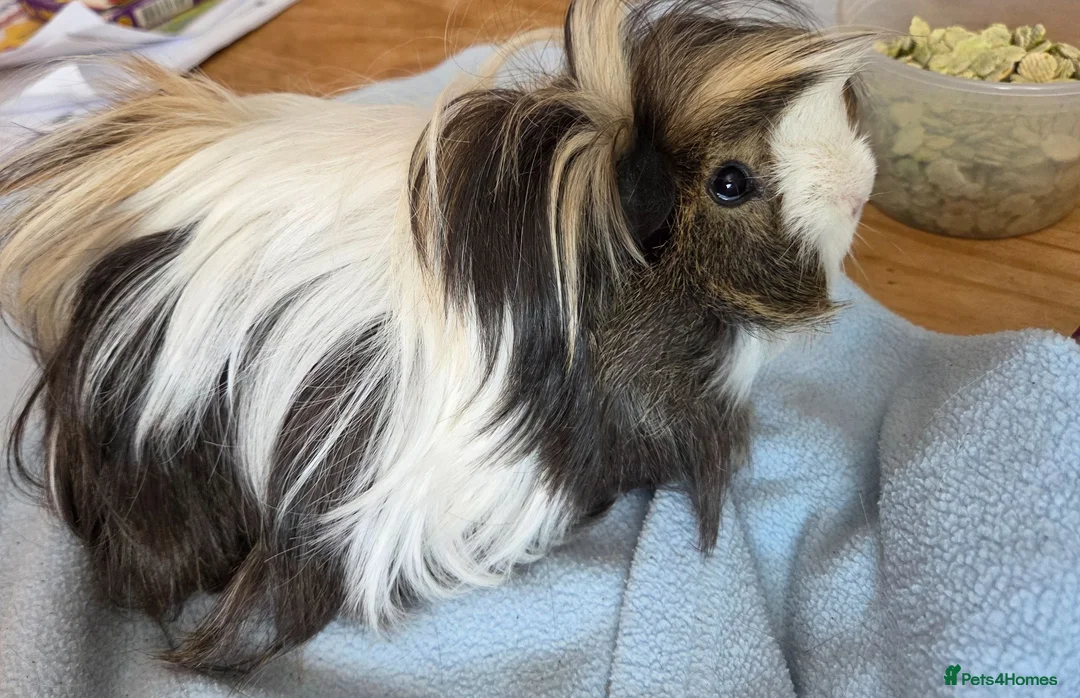 Guinea Pig rodents for sale: 💎 2 Adorable Males 🐷💎 - Advert 8