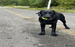 Labrador Retriever dogs for sale: Labrador Male  - Image 2