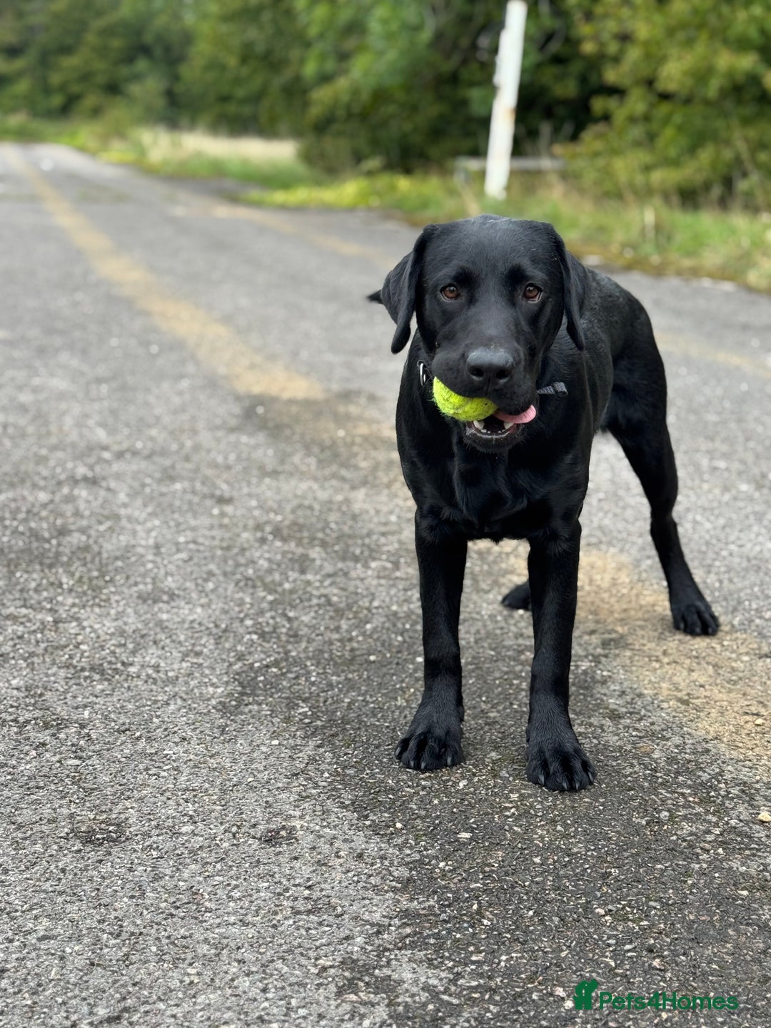 Labrador Retriever dogs for sale: Labrador Male  - Image 2