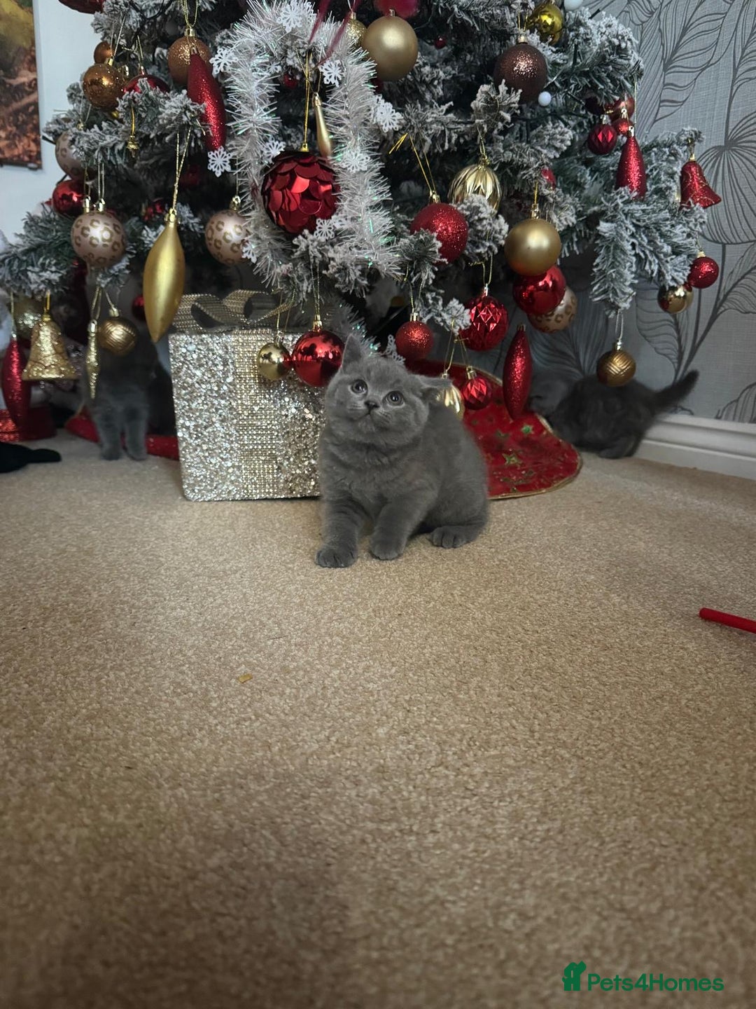 British Shorthair cats for sale: Blue British shorthair  - Advert 4