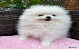 Pomeranian dogs for sale: Pom bears looking for loving homes❤️ - Image 33
