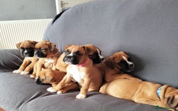 Boxer dogs for sale: Gorgeous Chunky Boxer Puppies  - Image 4
